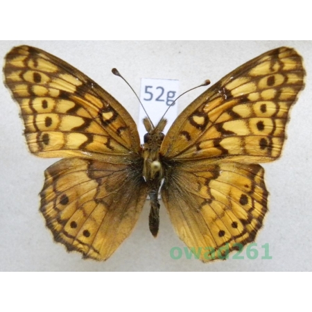 Euptoieta hegesia (Cramer, 1779) Brazil52g